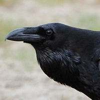 Thumbnail for COMP-0016: Huginn