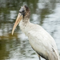 Thumbnail for COMP-0032: Stork