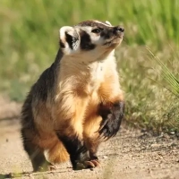 Thumbnail for COMP-0046: Honey